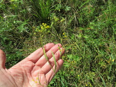 Bupleurum scorzonerifolium