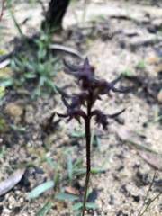 Genoplesium simulans