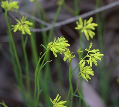 Glischrocaryon behrii