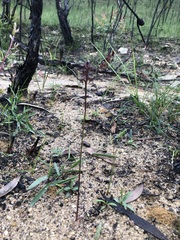 Genoplesium simulans