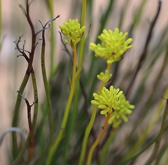 Glischrocaryon behrii