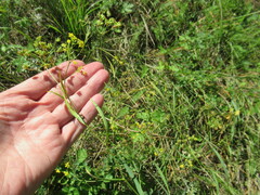 Bupleurum scorzonerifolium