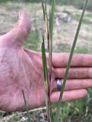 Themeda triandra
