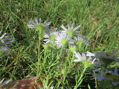 Aster biennis