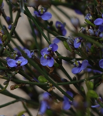 Comesperma scoparium