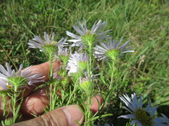 Aster biennis