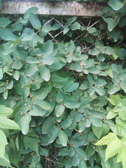 Lonicera