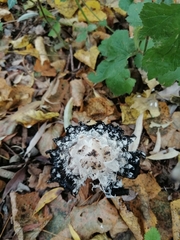 Coprinus comatus