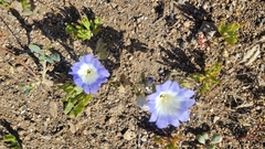 Nolana baccata