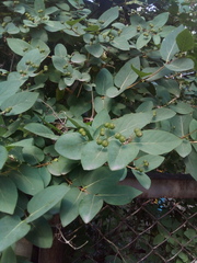 Lonicera