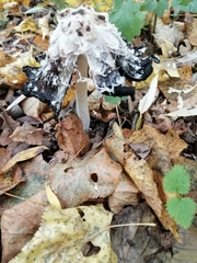 Coprinus comatus