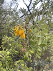 Sophora chrysophylla