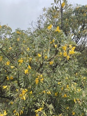Sophora chrysophylla