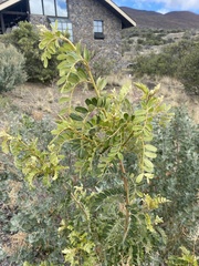 Sophora chrysophylla