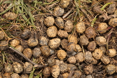 Oryctolagus cuniculus