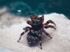 Thorelliola ensifera