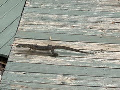 Varanus panoptes panoptes