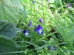 Viola × wittrockiana