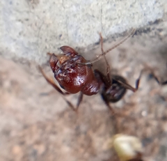 Messor instabilis