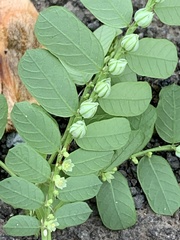 Phyllanthus leucanthus
