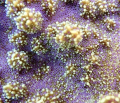 Montipora