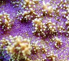 Montipora