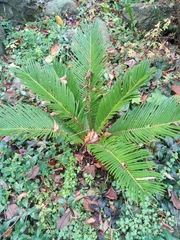 Cycas revoluta