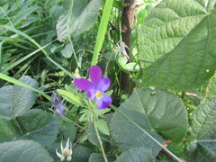 Viola × wittrockiana