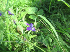 Viola × wittrockiana