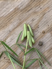 Crotalaria lanceolata