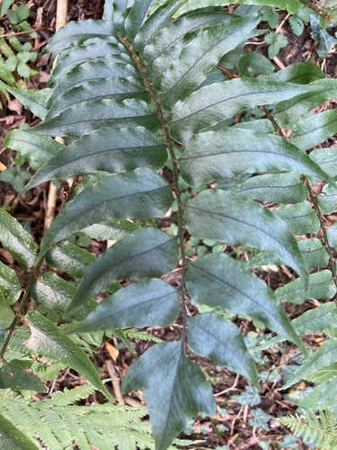 Cyrtomium fortunei var. fortunei