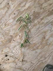 Crotalaria lanceolata