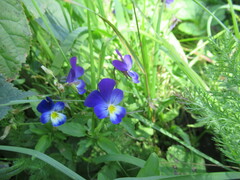 Viola × wittrockiana