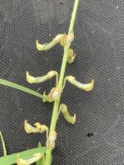 Crotalaria lanceolata