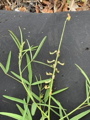 Crotalaria lanceolata