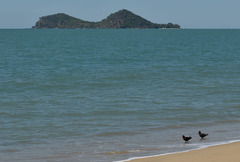 Haematopus fuliginosus