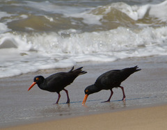 Haematopus fuliginosus