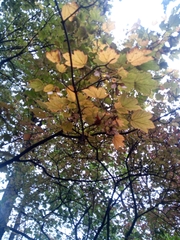 Acer pseudoplatanus