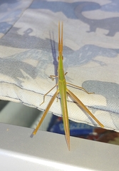 Acrida conica