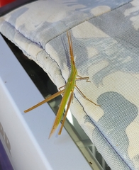 Acrida conica