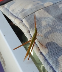 Acrida conica