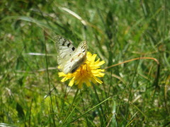 Parnassius phoebus