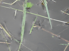 Limnogonus fossarum