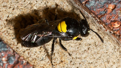 Hylaeus nubilosus
