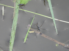 Limnogonus fossarum