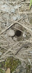 Portacosa cinerea