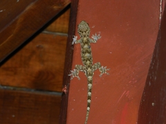 Gekko chinensis