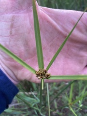 Cyperus vaginatus