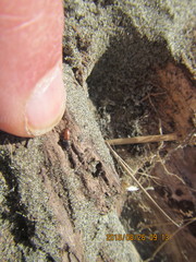 Mesites pallidipennis