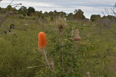 Banksia prionotes
